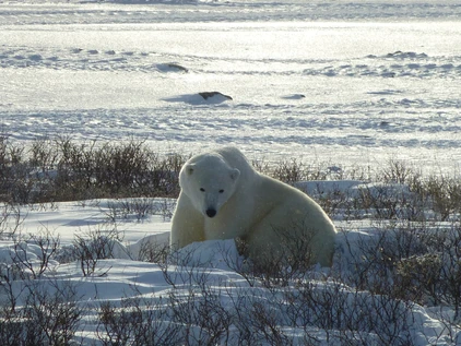 Eisbär