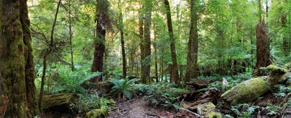 Wanderweg im Regenwald, Queensland