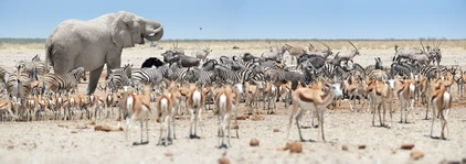 Etosha-Nationalpark in Namibia