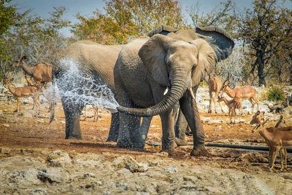 Wasserspiele, Elefant´s Lieblingsbeschäftigung