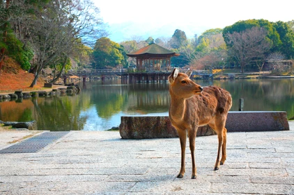 Zutraulicher Sika-Hirsch, Nara
