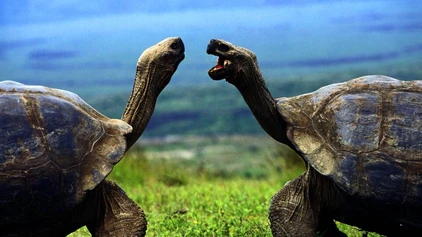 Riesenschildkröten auf Galápagos