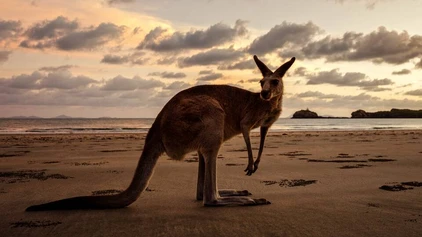 A Roo! In 'stralia, mate!