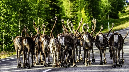 Rentiere auf der Straße
