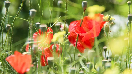 Mohnblumenwiese