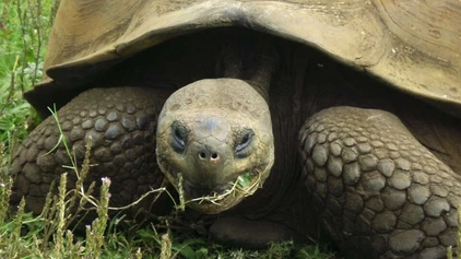 Galapagos-Riesenschildkröte