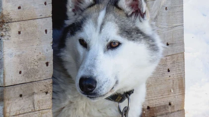 Husky in Hundehütte