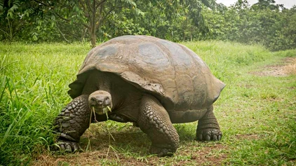 Galapagos-Riesenschildkröte