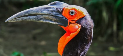 Kaffernrabe