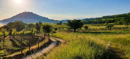 Weinberge ringsum Motovun