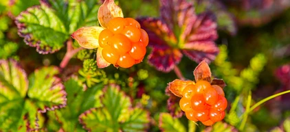 Moltebeeren