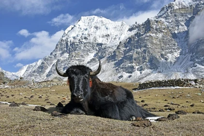 Yak vor beeindruckender Bergkulisse