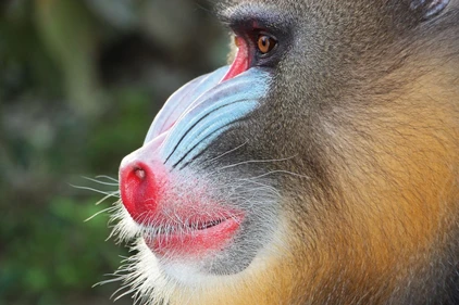Mandrill