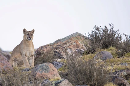 Auf Puma-Pirsch im Nationalpark Torres del Paine