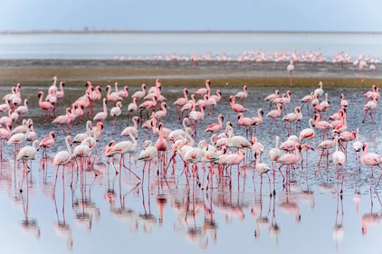 Namibia Flamingos