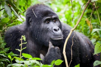 Gorilla Tracking Uganda