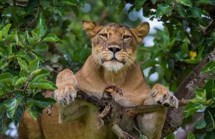 Uganda Reise Löwe