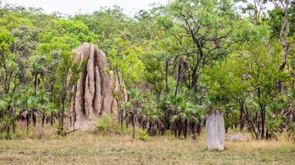 Australien Reise - Litchfield Nationalpark