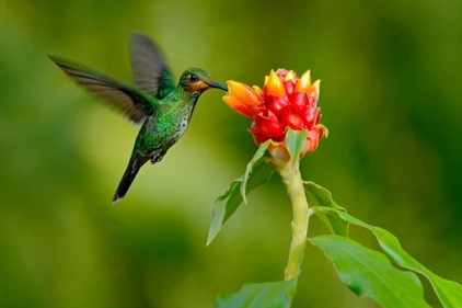 Costa Rica Rundreise Vogelbeobachtung