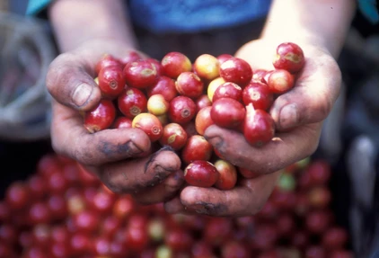 Guatemala Reise: Kaffee