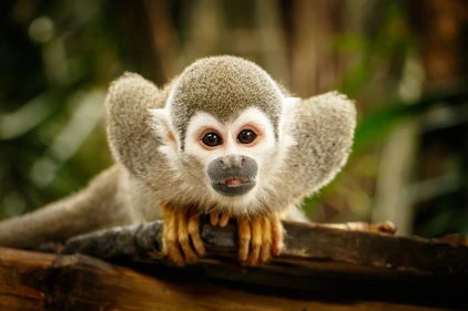 Venezuela Reise: Affe