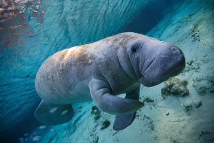 Florida Reise - Manatee
