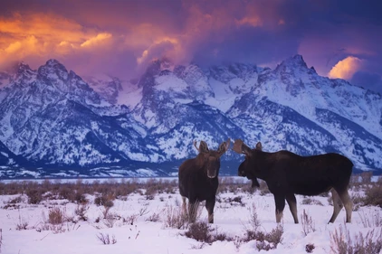USA Reise: Grand Teton NP