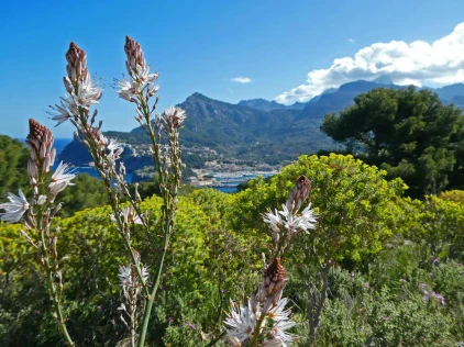 Blühende Berglandschaft oberhalb von Port de Sóller - Wolfgang Tschernich