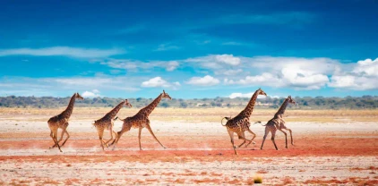 Giraffen im Etosha-Nationalpark - Dmitry Pichugin - © Dmitry Pichugin / adobe.com