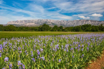 Montagne Sainte-Victoire - jefwod - jefwod /Adobe.com