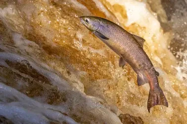 Lachs arbeitet sich die Lachstreppe hoch