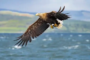 Seeadler