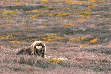 Moschusochse im Dovrefjell Nationalpark