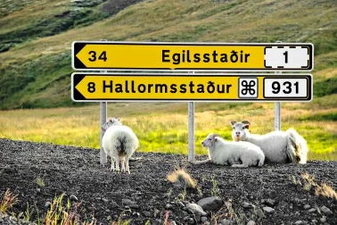 Schafe bei den zerklüfteten Ostfjorden