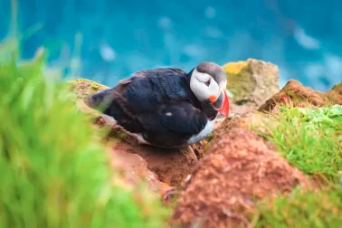Vogelfelsen von Dyrholaey