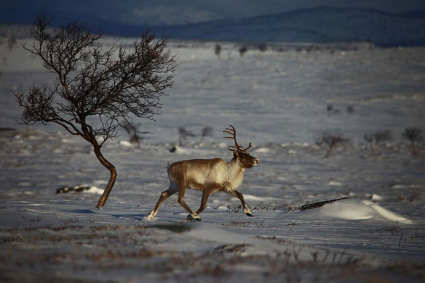Rentier im Fjell: Abenteuerliche Huskytour durch den Nationalpark Finnland