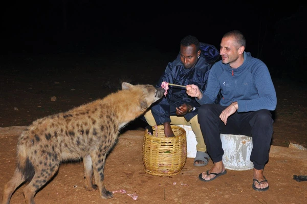 Hyänenfütterung in Harar, Äthiopien: Ein faszinierendes Tiererlebnis