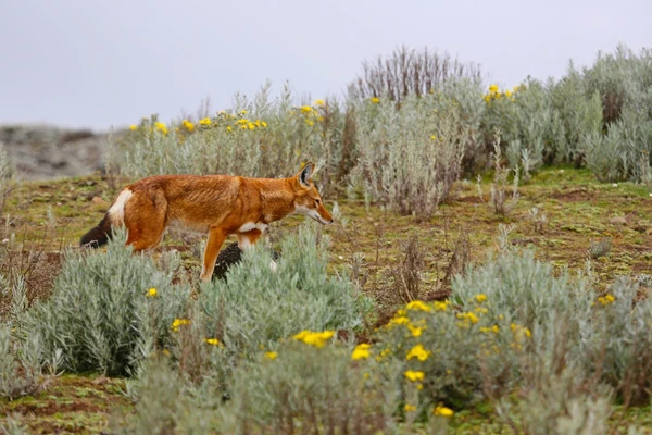 Äthiopischer Wolf auf dem Sanetti-Plateau in den Bale-Bergen entdecken