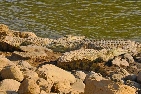 Krokodile am Ufer des Awash-Flusses in Äthiopien