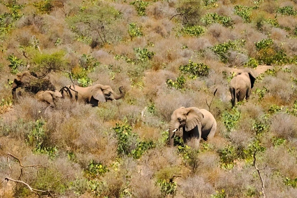 Elefanten im Babile Elephant Sanctuary in Äthiopien: Entdecken Sie die majestätischen Tiere