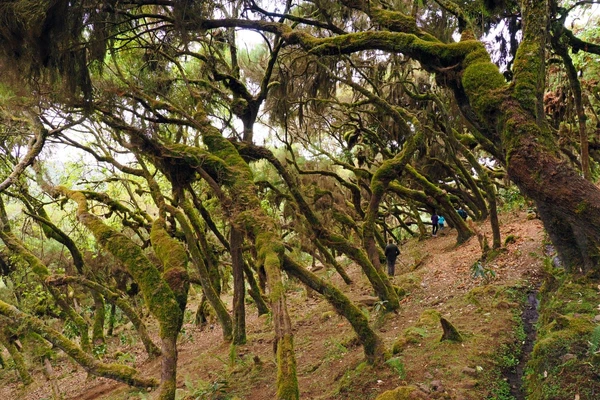 Wanderung durch die Harenna-Wälder am Fuß der Bale-Berge in Äthiopien