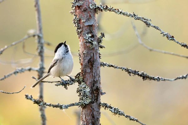 Detailfotografie eines Vogels in der finnischen Wildnis
