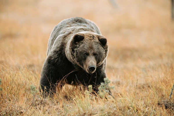 Erleben Sie einen faszinierenden Moment mit einem Braunbär in Finnland