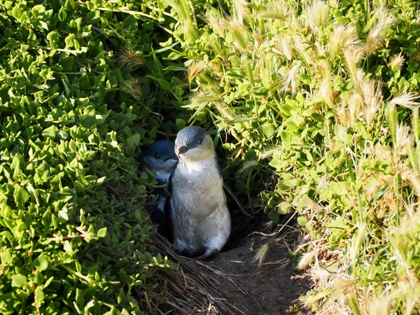 Zwergpinguin im Grasnest auf Phillip Island in Australien