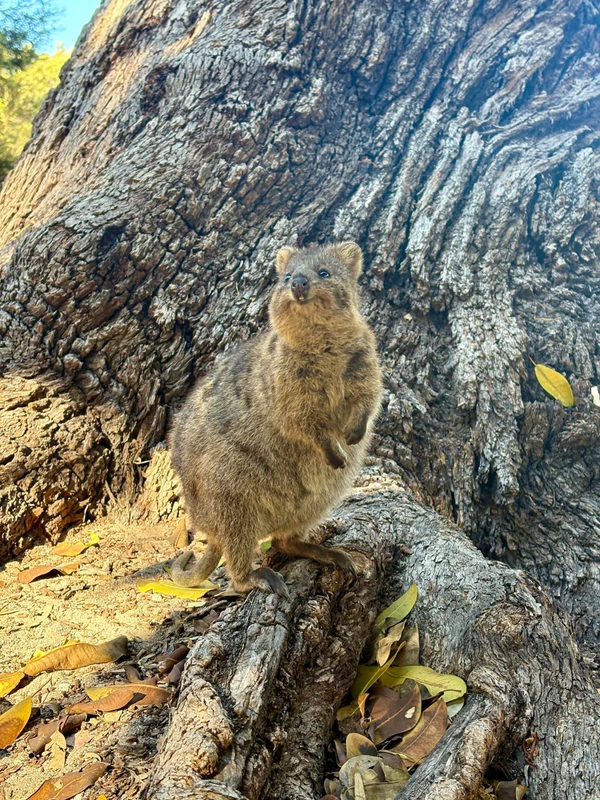Neugieriges Quokka im Schatten eines Baumes, Rottnest Island  Australien