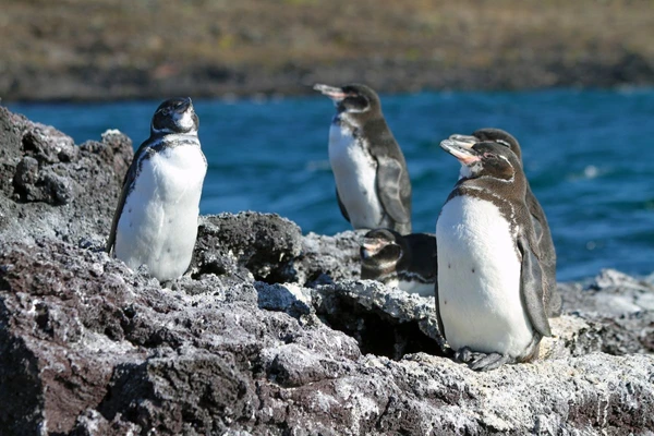 Galapagos-Pinguine in Ecuador am Meer beobachten