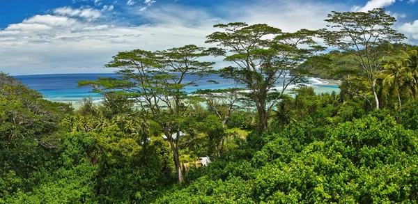 Üppige Tropenvegetation an der Küste von Rurutu, Französisch-Polynesien