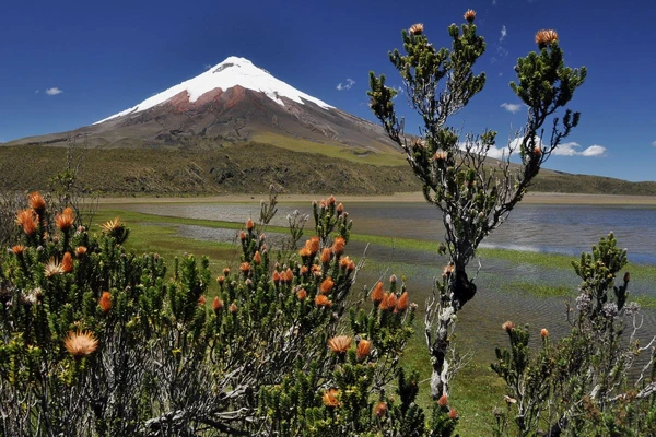 Beeindruckender Ausblick auf Cotopaxi hinter farbenfrohen Blumen in Ecuador