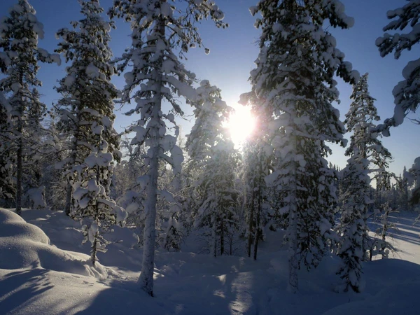 In der friedlichen Winterlandschaft Finnlands mit schneebedeckten Bäumen und strahlender Sonne