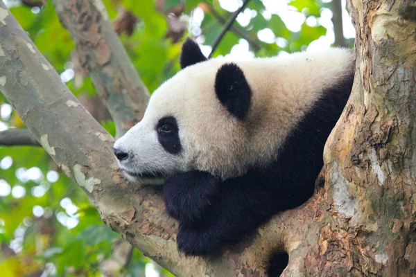Großer Panda in einer entspannten Atmosphäre während einer Safari in China